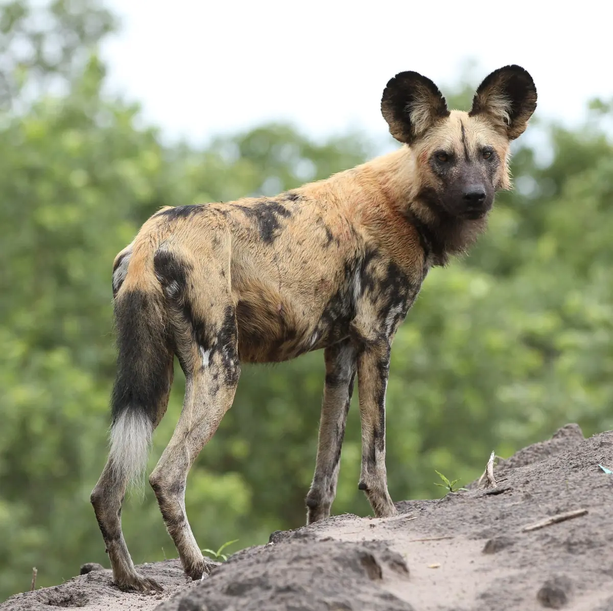 An African wild dog standing on a termite mound in Savute