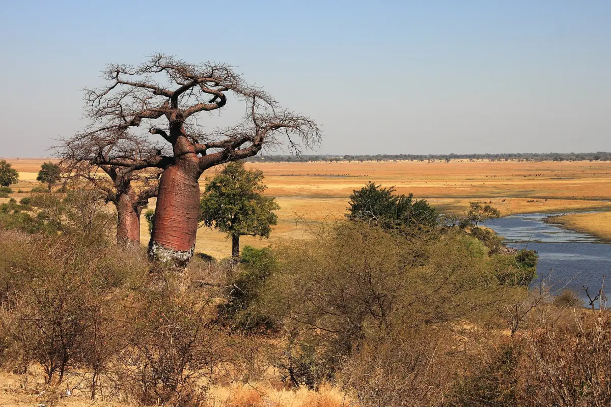 A baobab above a bend of the Chobe River in dry savanna