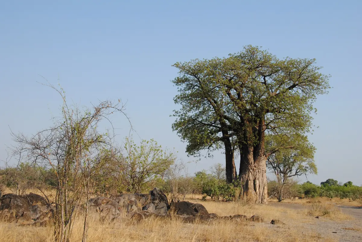 A baobab tree in dry savanna near Savute
