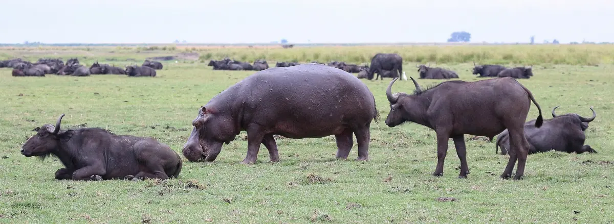 African buffalo and a hippo resting together on the Chobe floodplain