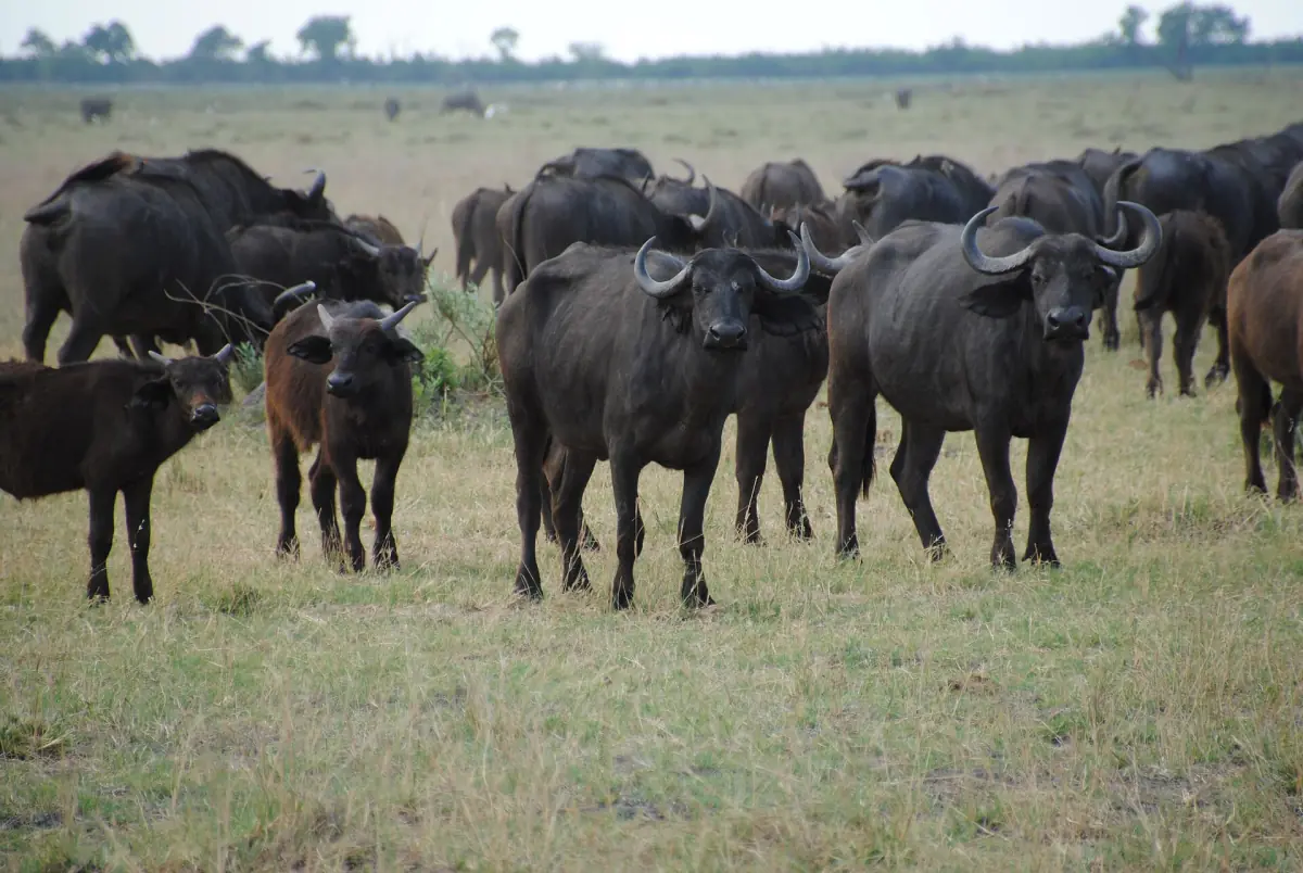 A herd of buffalo at the Savute Marsh