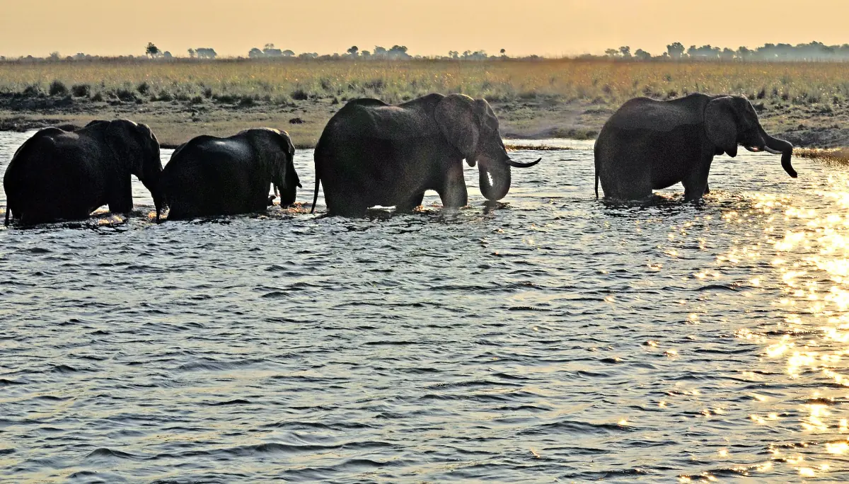A herd of elephants wading through the Chobe River in low sun