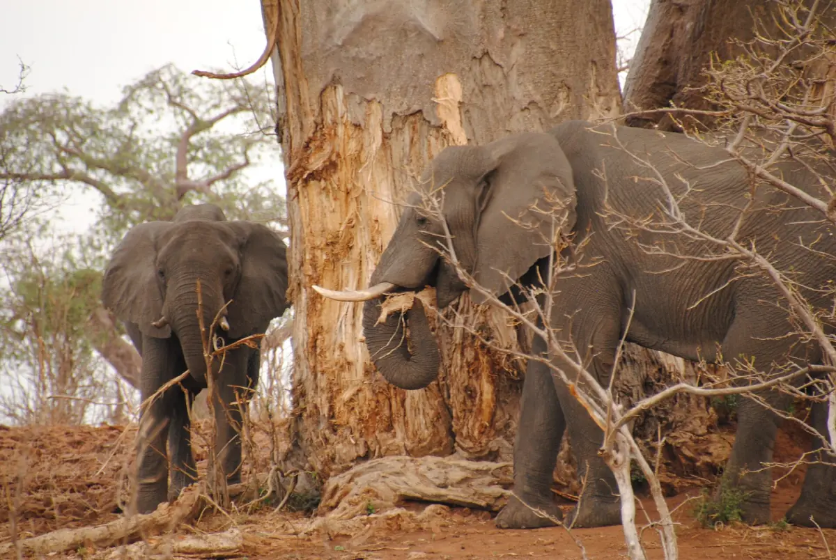Two elephants at a large baobab trunk in the dry season