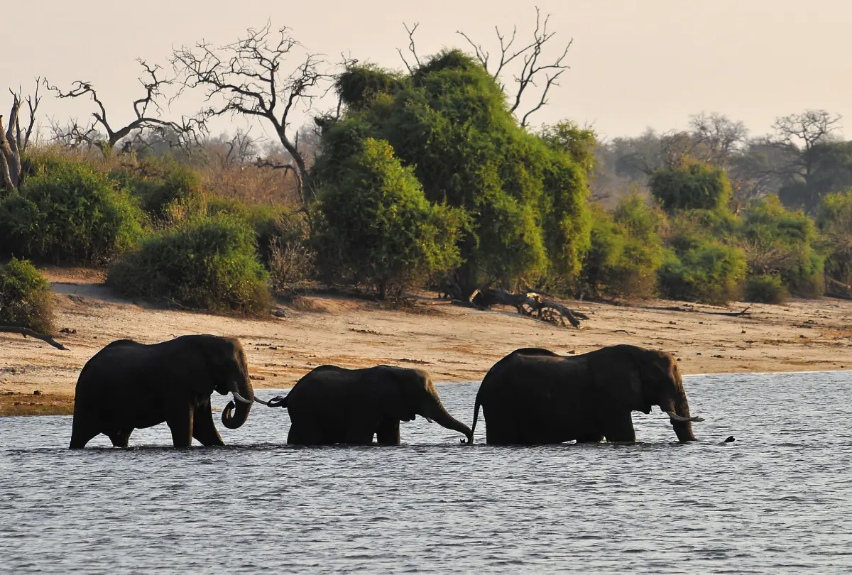 Three elephants wading across the Chobe River in clear daylight