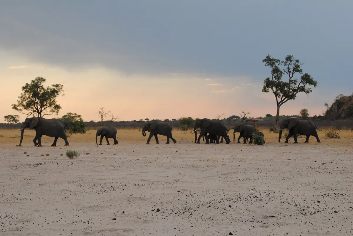 A line of elephants walking across the open Savute plain
