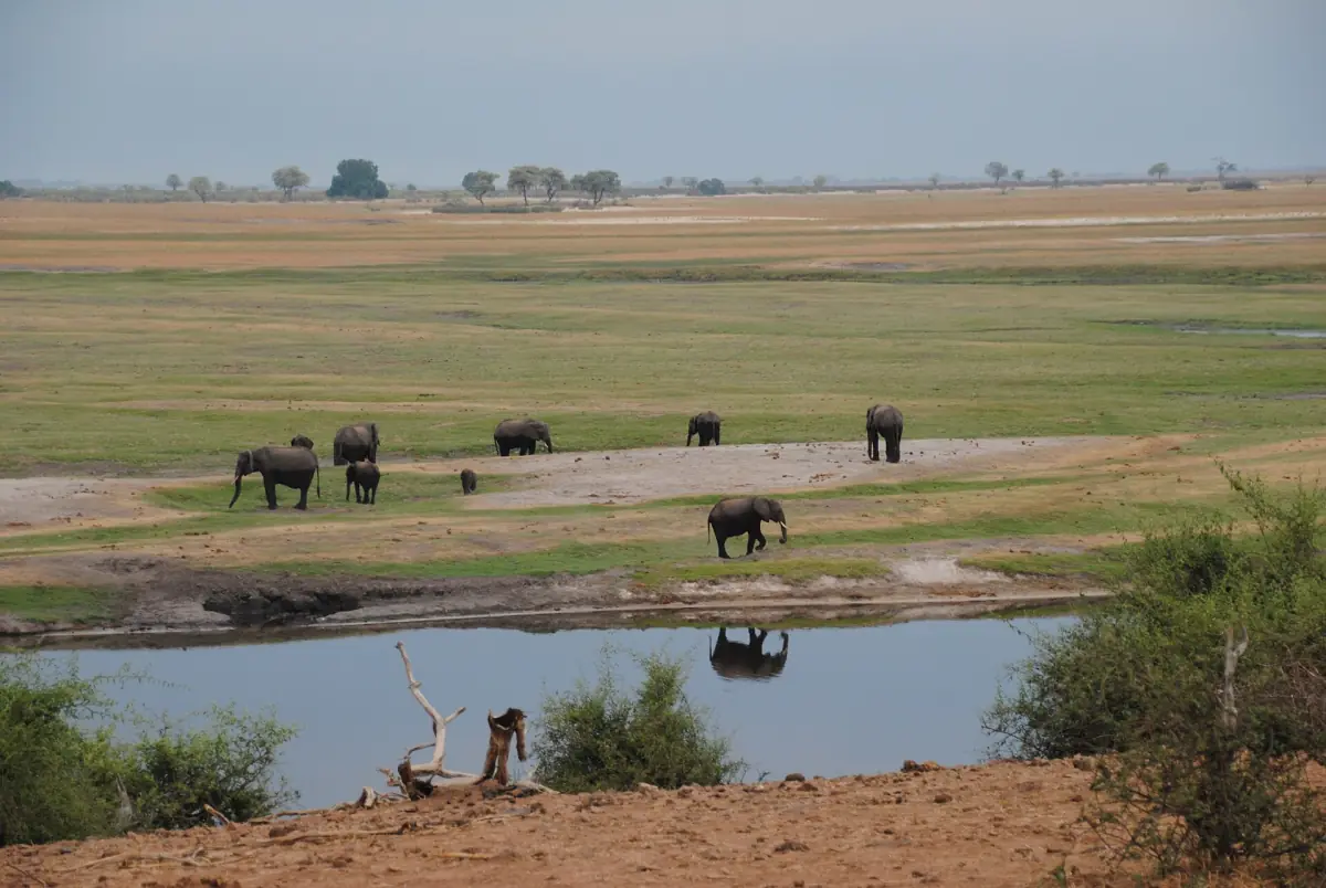 Elephants grazing on the green floodplain beside the Chobe River