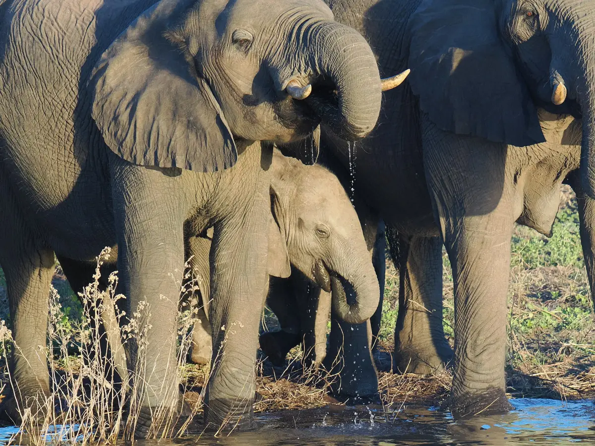 Elephants and a calf drinking at the edge of the Chobe River