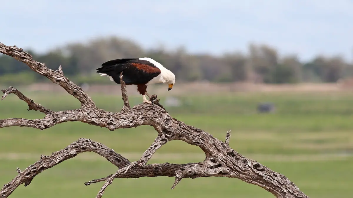 An African fish eagle perched on a dead branch above the floodplain