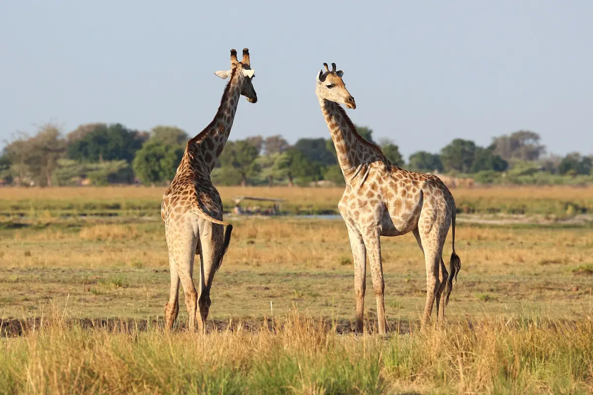 Two giraffes standing on the dry grass of the Chobe floodplain