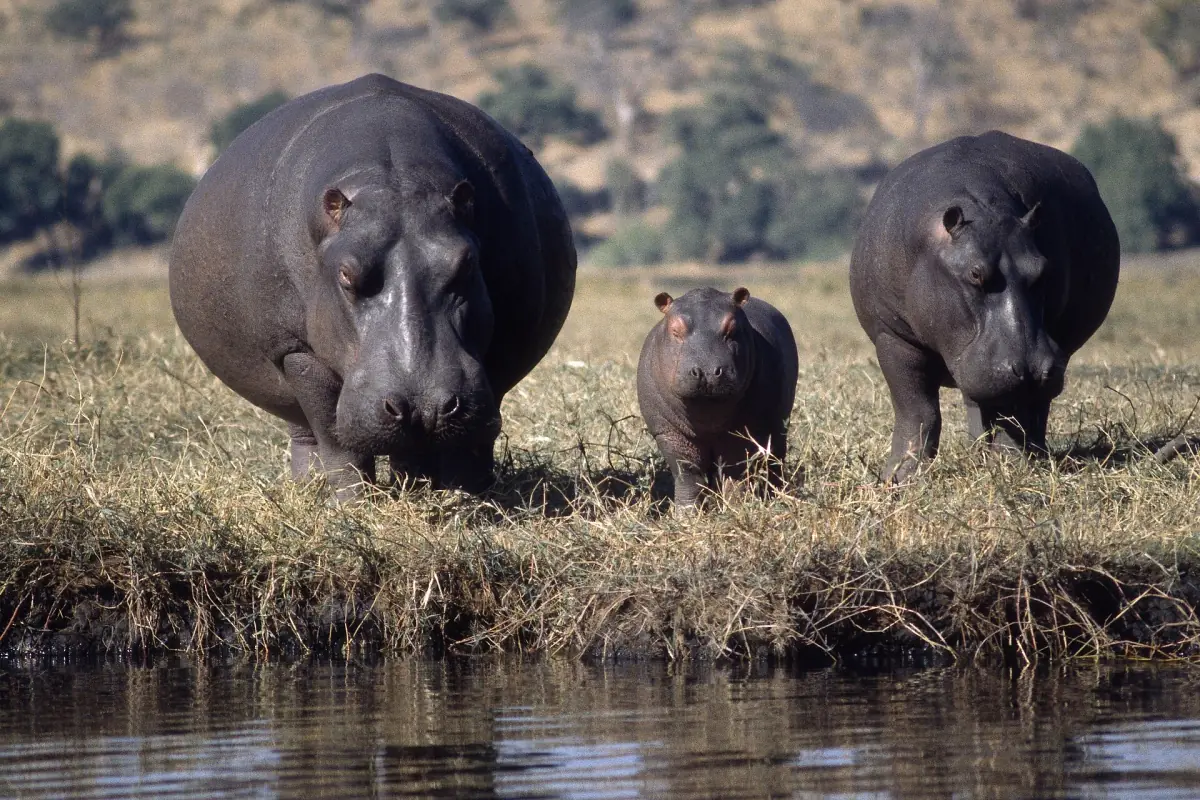 Two adult hippos and a calf on a grassy bank of the Chobe