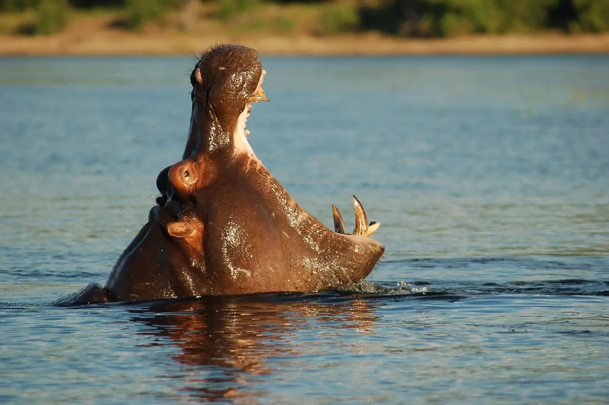 A hippo with its mouth wide open in the Chobe River