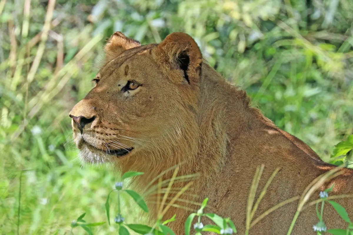 Portrait of a lioness in tall green grass