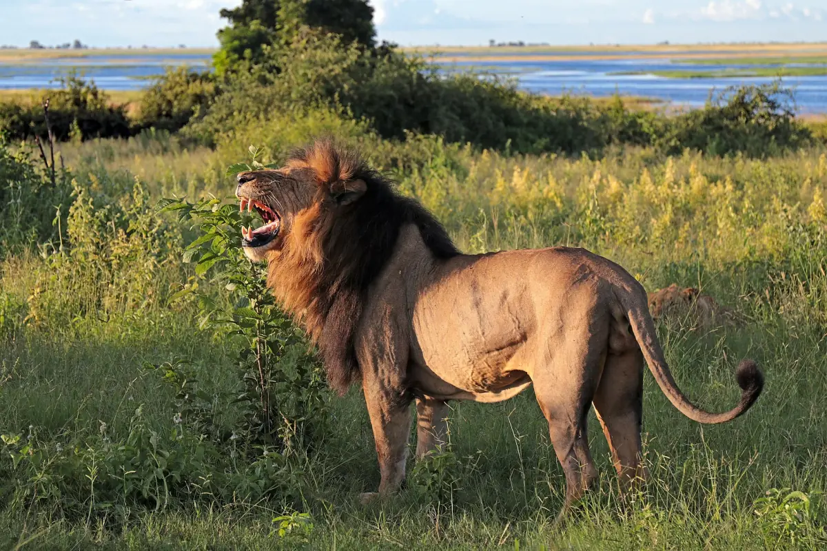 A male lion with a dark mane standing in green grass
