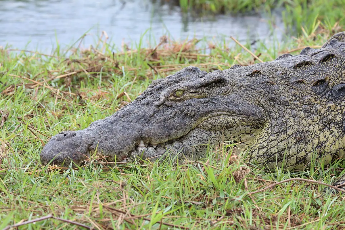 A Nile crocodile resting on a grassy riverbank