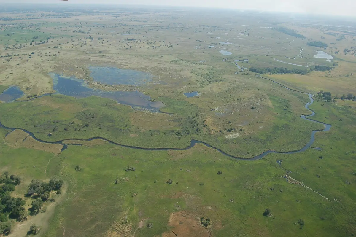 Winding green channels of the Okavango Delta from the air