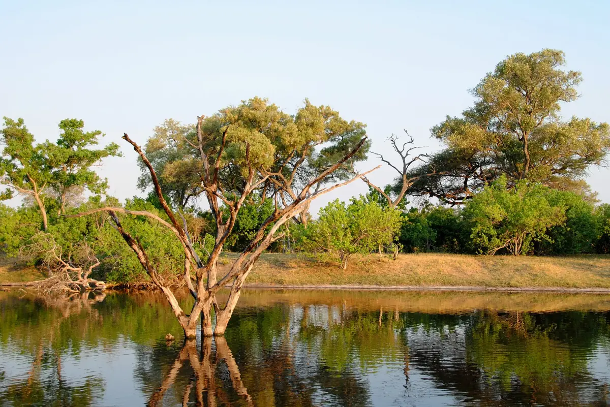 Trees reflected in the still water of the Savute Channel