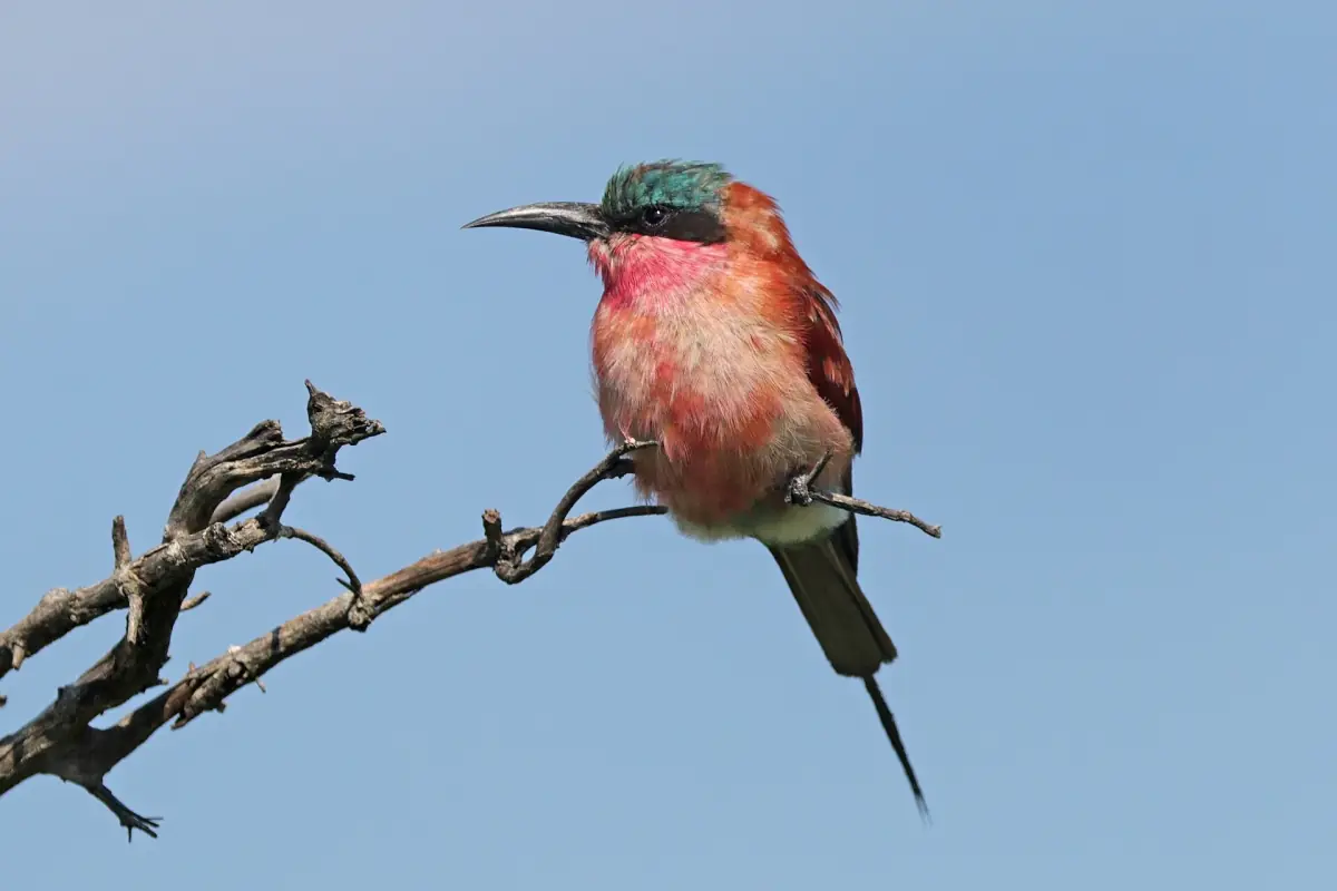 A southern carmine bee-eater perched on a bare branch