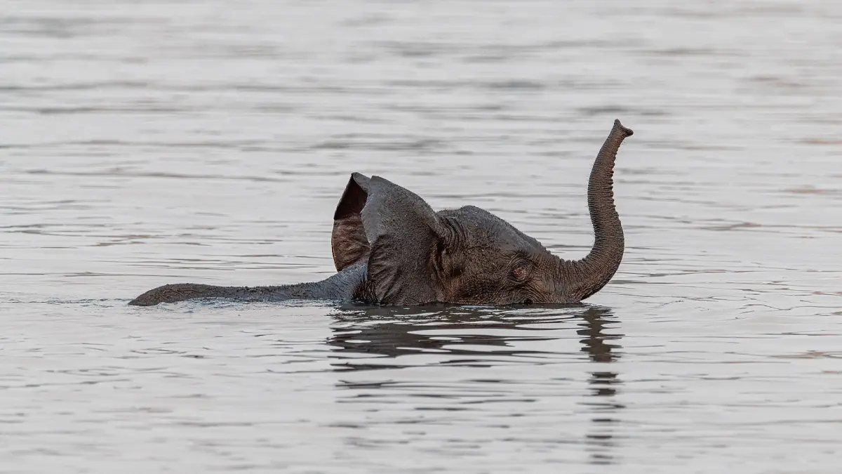 A young elephant swimming in the Chobe River with its trunk raised